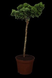 DWARF HINOKI CYPRESS 1GAL  - image 4