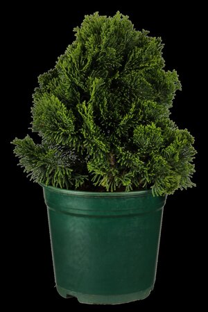 DWARF HINOKI CYPRESS 1GAL  - image 5