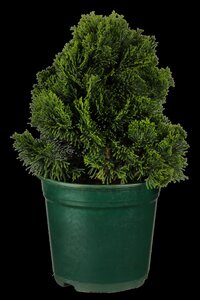 DWARF HINOKI CYPRESS 1GAL  - image 5