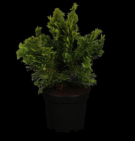 DWARF HINOKI CYPRESS 1GAL  - image 1