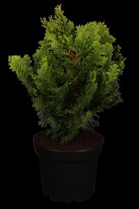 DWARF HINOKI CYPRESS 25C - image 2