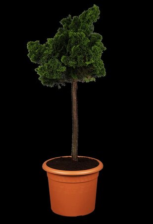 DWARF HINOKI CYPRESS 25C - image 3