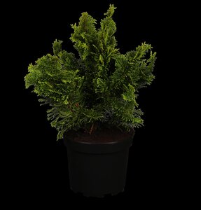 DWARF HINOKI CYPRESS 30 CM  - image 1