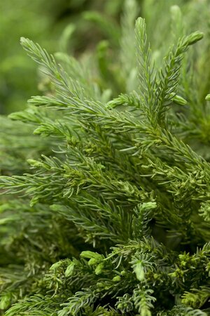 DWARF JAPANESE CRYPTOMERIA 40 CM - image 5