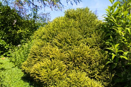 DWARF JAPANESE CRYPTOMERIA 40 CM - image 3