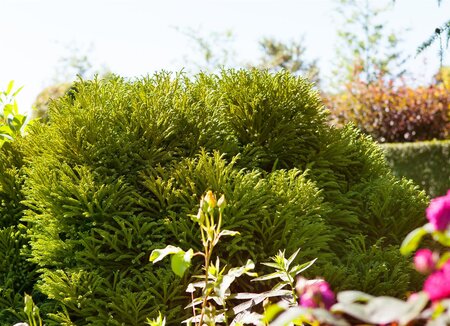 DWARF JAPANESE CRYPTOMERIA 40 CM - image 1