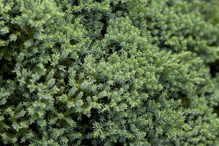 DWARF JAPANESE GARDEN JUNIPER 20CM - image 4