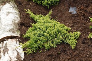 DWARF JAPANESE GARDEN JUNIPER 20CM - image 3