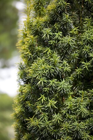 DWARF JAPANESE YEW 40 CM