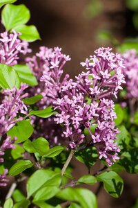 DWARF KOREAN LILAC 40 CM - image 3