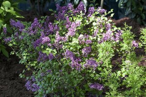 DWARF KOREAN LILAC 40 CM - image 1