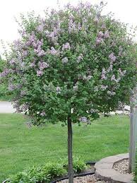 DWARF KOREAN LILAC STD 170CM - image 1