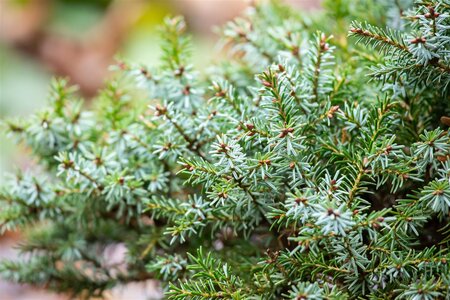 DWARF SERBIAN SPRUCE 30 CM - image 1