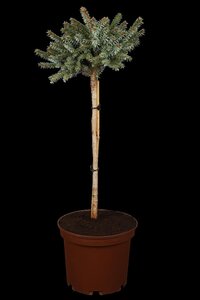 DWARF SERBIAN SPRUCE STD - image 1