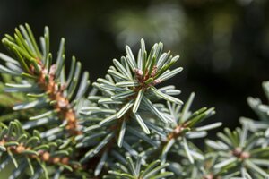 DWARF SERBIAN SPRUCE STD - image 2