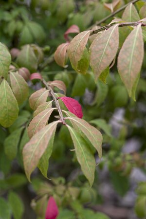 DWARF WING BURNING BUSH 30 CM  - image 4