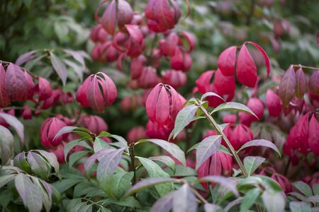 DWARF WING BURNING BUSH 30 CM  - image 3