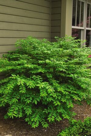 DWARF WING BURNING BUSH 30 CM  - image 1