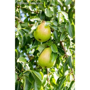 EARLY GOLD EATING PEAR 150 CM
