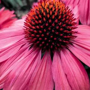 ECHINACEA CONEFLOWER CORAL CRAZE 1G