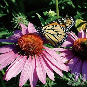 ECHINACEA CONEFLOWER MAGNUS 1G