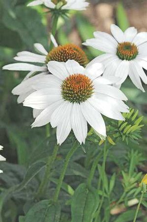 ECHINACEA CONEFLOWER POWWOW WHITE 2G