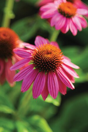 ECHINACEA CONEFLOWER POWWOW WILD BERRY 1G