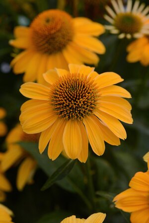 ECHINACEA CONEFLOWER SOMBRERO GRANDADA GOLD 1G