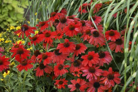 ECHINACEA CONEFLOWER SOMBRERO SALSA RED 1G