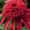 ECHINACIA ( CONEFLOWER ) SUNNY DAYS RUBY 1G