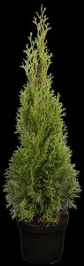 EMERALD CEDAR 150 CM - image 3