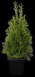 EMERALD CEDAR 50 CM  - image 2