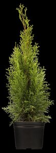 EMERALD CEDAR 70 CM - image 5