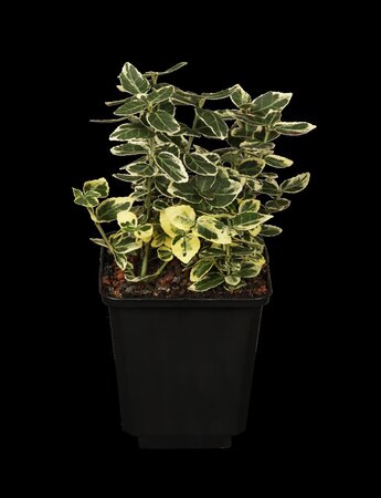 EMERALD GAIETY EUONYMUS 1G - image 3