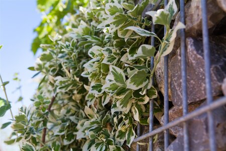 EMERALD GAIETY EUONYMUS 1G - image 4