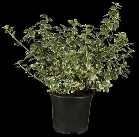 EMERALD GAIETY EUONYMUS 1G - image 2