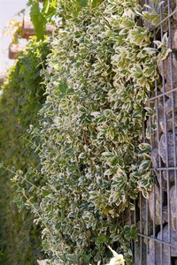 EMERALD GAIETY EUONYMUS 25 CM - image 5