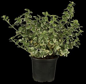 EMERALD GAIETY EUONYMUS 25 CM - image 1