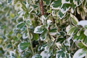 EMERALD GAIETY EUONYMUS 25 CM - image 4