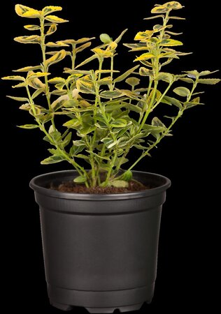 EMERALD GOLD EUONYMUS 30 CM - image 4