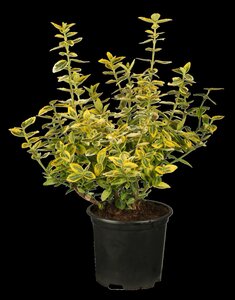 EMERALD GOLD EUONYMUS 30 CM - image 3