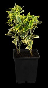 EMERALD GOLD EUONYMUS 30 CM - image 2