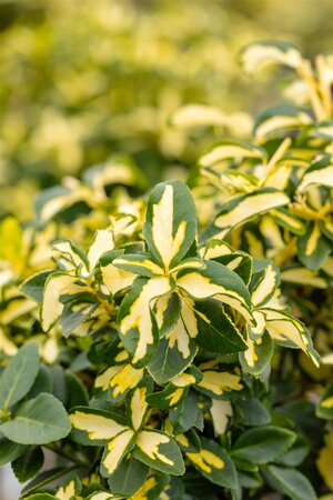 EUONYMUS SUNSPOT 40 CM - image 3