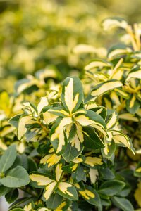 EUONYMUS SUNSPOT 40 CM - image 3