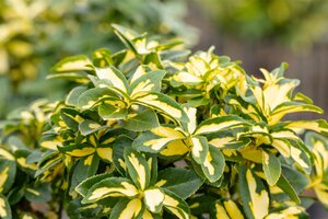 EUONYMUS SUNSPOT 40 CM - image 2