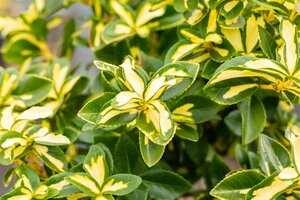 EUONYMUS SUNSPOT 40 CM - image 4