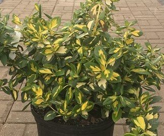 EUONYMUS SUNSPOT 40 CM - image 1