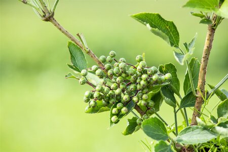 EUROPEAN ELDERBERRY HASCHBERG 2G - image 4