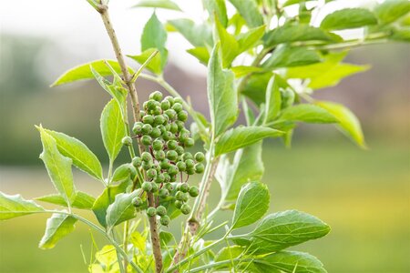 EUROPEAN ELDERBERRY HASCHBERG 2G - image 5