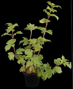 EUROPEAN SNOWBALL VIBURNUM 40 CM - image 2